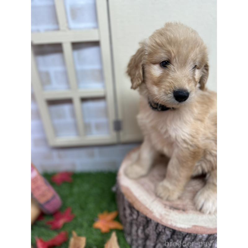 販売中の北海道のゴールデンドゥードル:ゴールデンレトリーバー×プードル-414990の6枚目