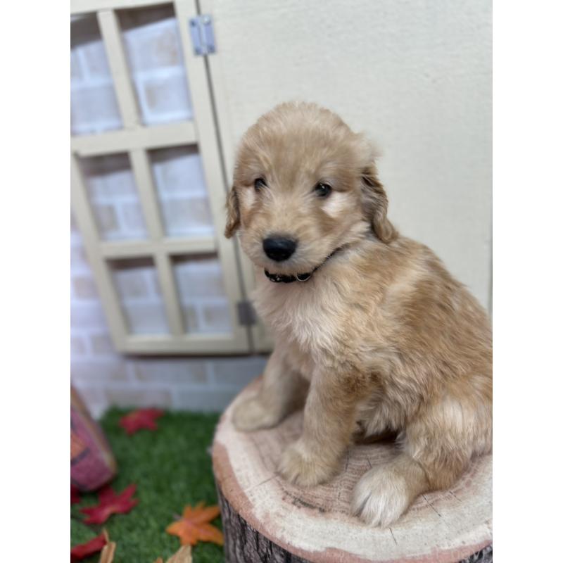 販売中の北海道のゴールデンドゥードル:ゴールデンレトリーバー×プードル-414990の5枚目