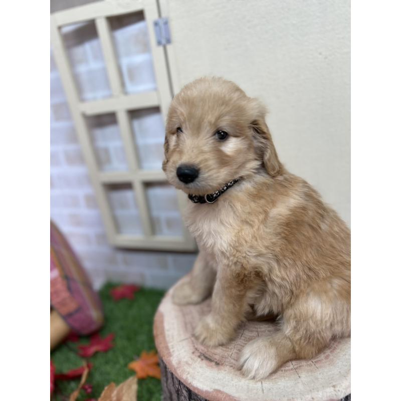 販売中の北海道のゴールデンドゥードル:ゴールデンレトリーバー×プードル-414990の4枚目