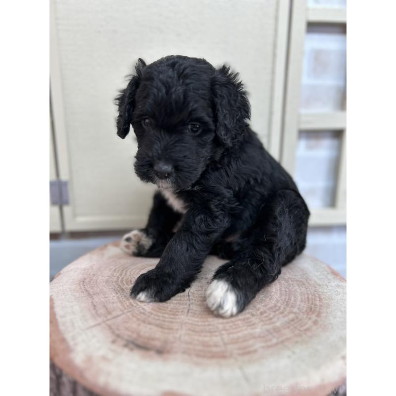 販売中の北海道のバーニードゥードル:バーニーズ×スタンダードプードル-415508の11枚目