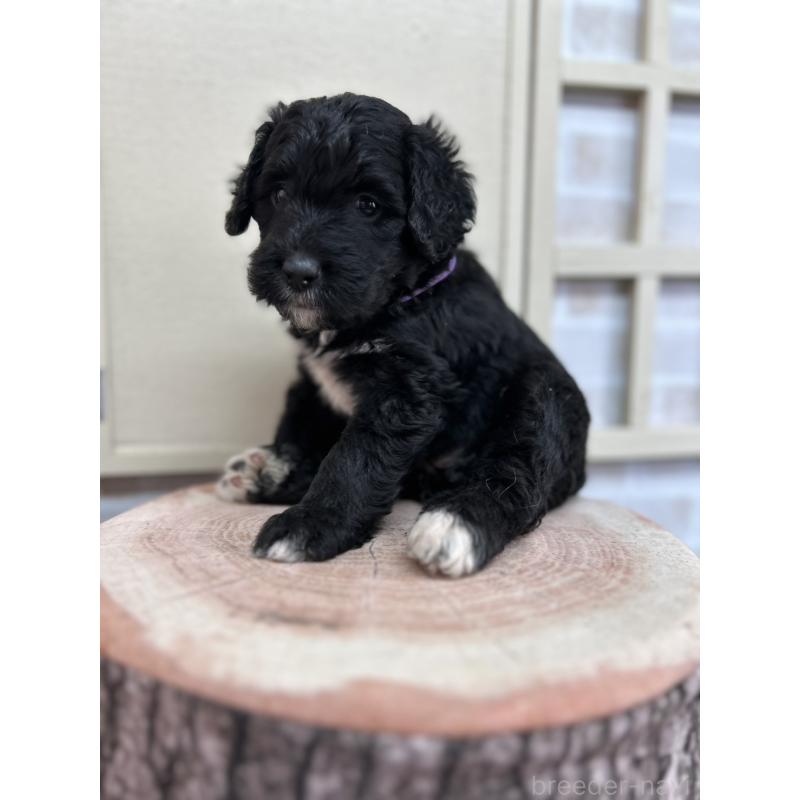 販売中の北海道のバーニードゥードル:バーニーズ×スタンダードプードル-415508の10枚目