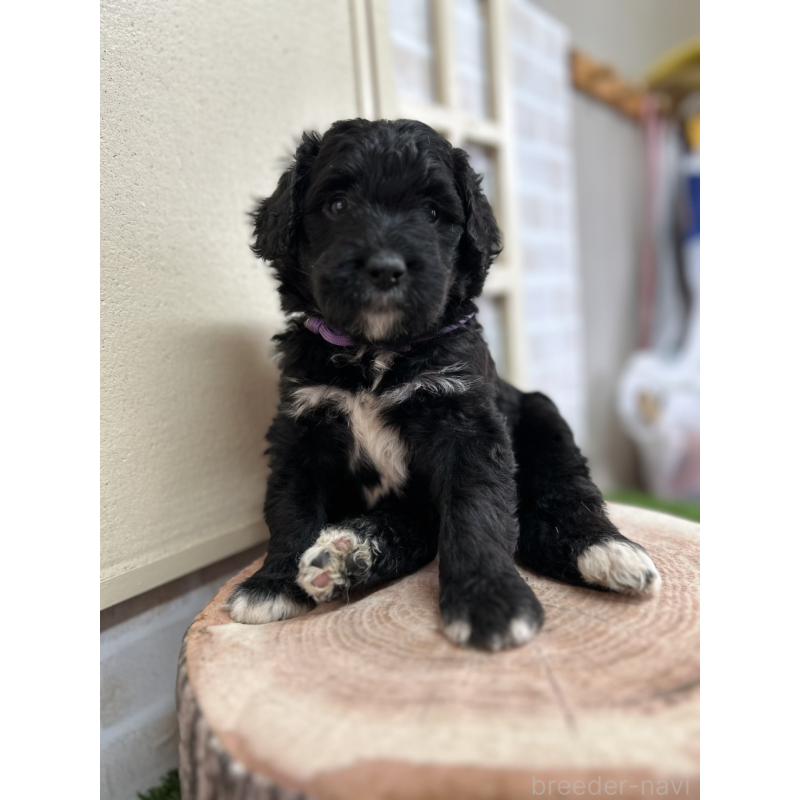 販売中の北海道のバーニードゥードル:バーニーズ×スタンダードプードル-415508の9枚目