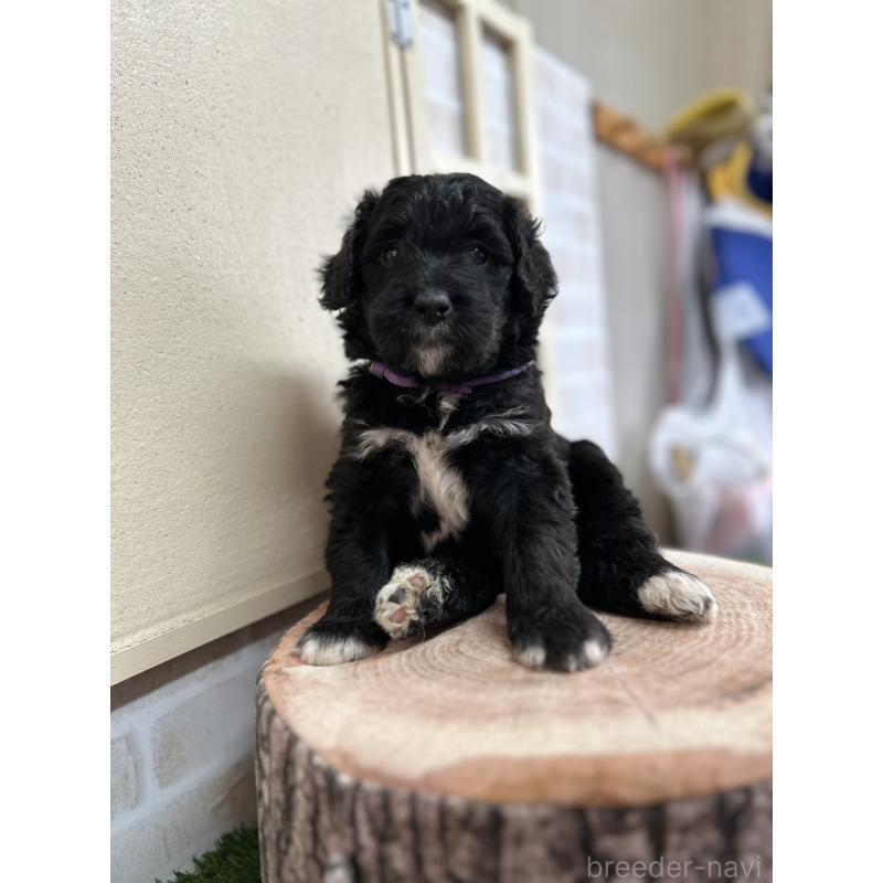 販売中の北海道のバーニードゥードル:バーニーズ×スタンダードプードル-415508の8枚目