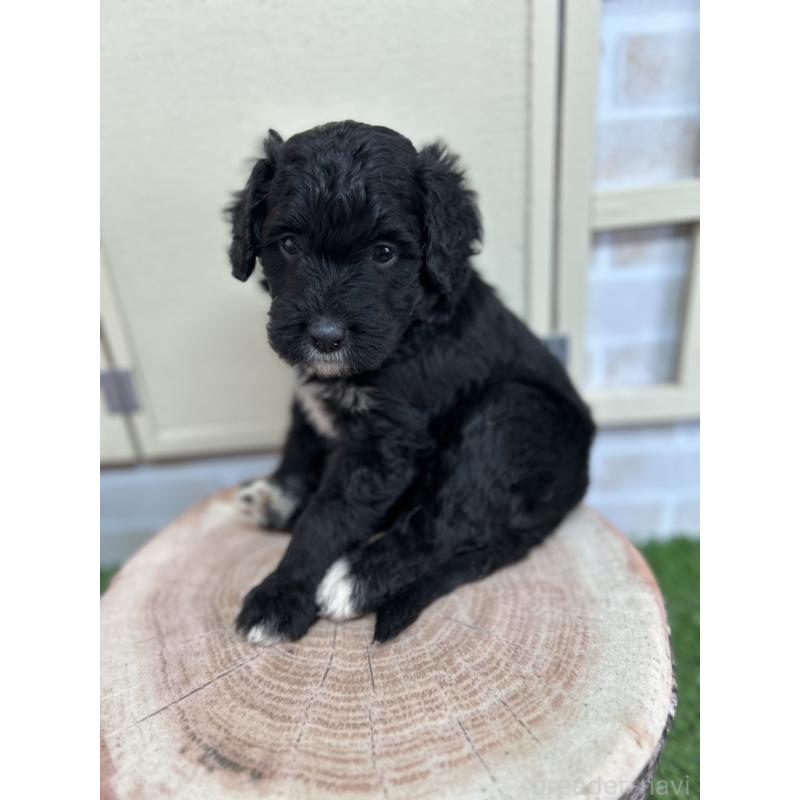 販売中の北海道のバーニードゥードル:バーニーズ×スタンダードプードル-415508の7枚目