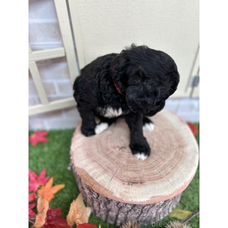 成約済の北海道のバーニードゥードル:バーニーズ×スタンダードプードル-415010の2枚目