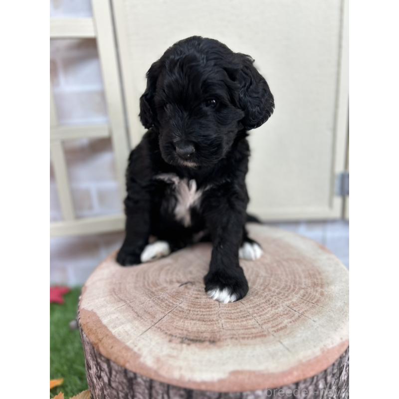 成約済の北海道のバーニードゥードル:バーニーズ×スタンダードプードル-415010