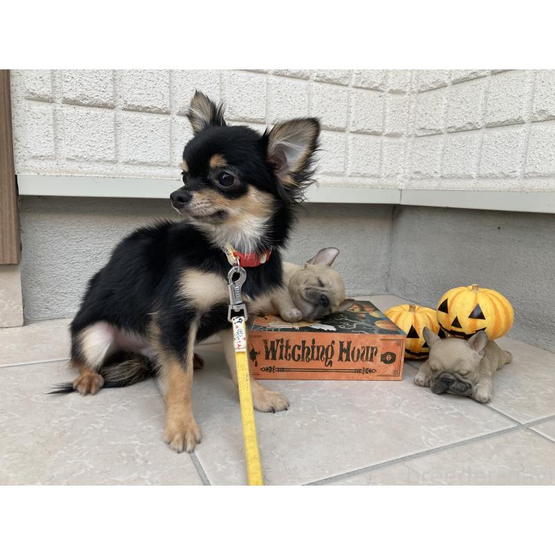 商談中の大阪府のチワワ(ロングコート)-385529の3枚目