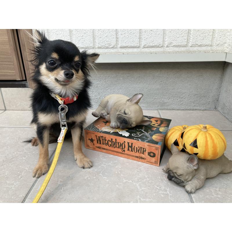 商談中の大阪府のチワワ(ロングコート)-385529の2枚目