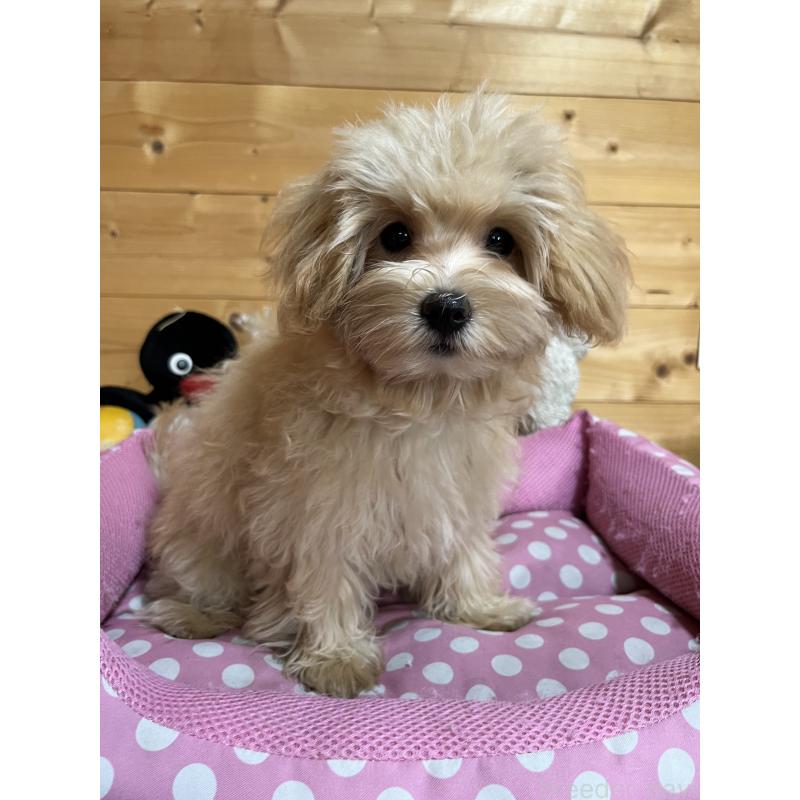 販売中の埼玉県のマルプー:マルチーズ×トイプードル-403918の3枚目