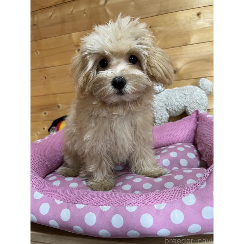 販売中の埼玉県のマルプー:マルチーズ×トイプードル-403918の2枚目