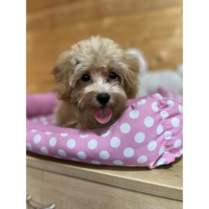 販売中の埼玉県のミックス犬-403916の6枚目