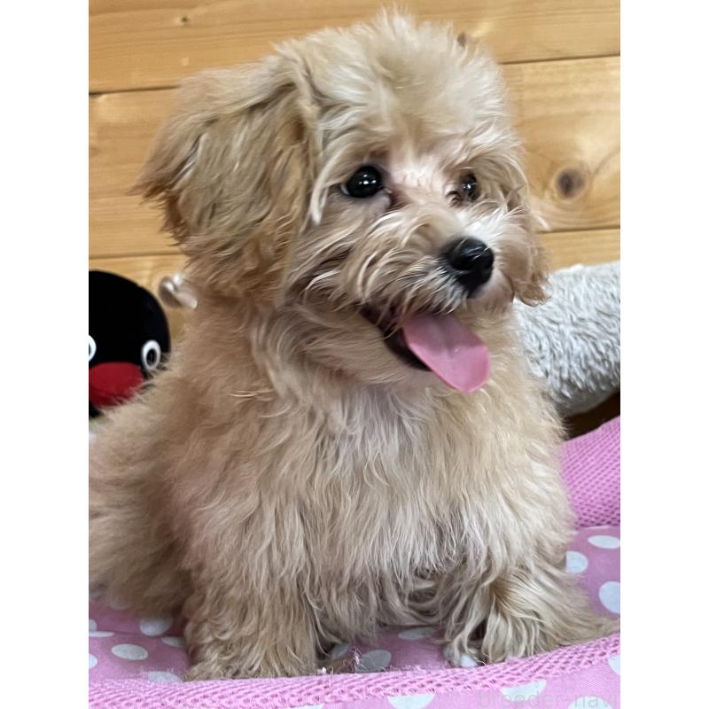 販売中の埼玉県のミックス犬-403916の5枚目