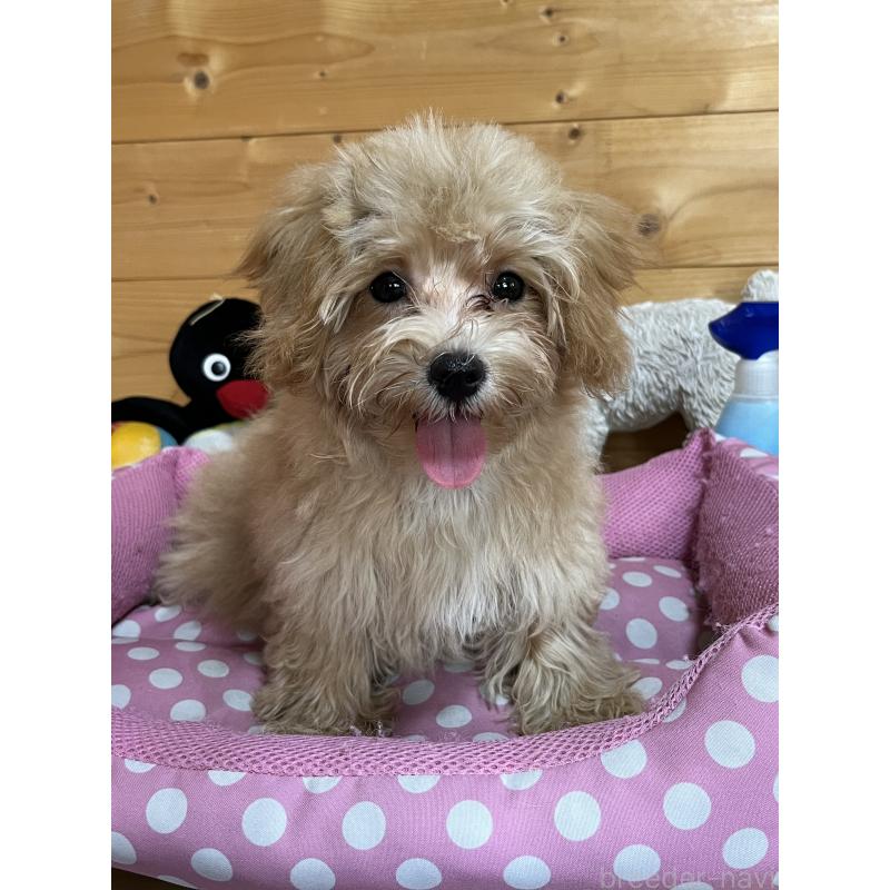 販売中の埼玉県のミックス犬-403916の4枚目