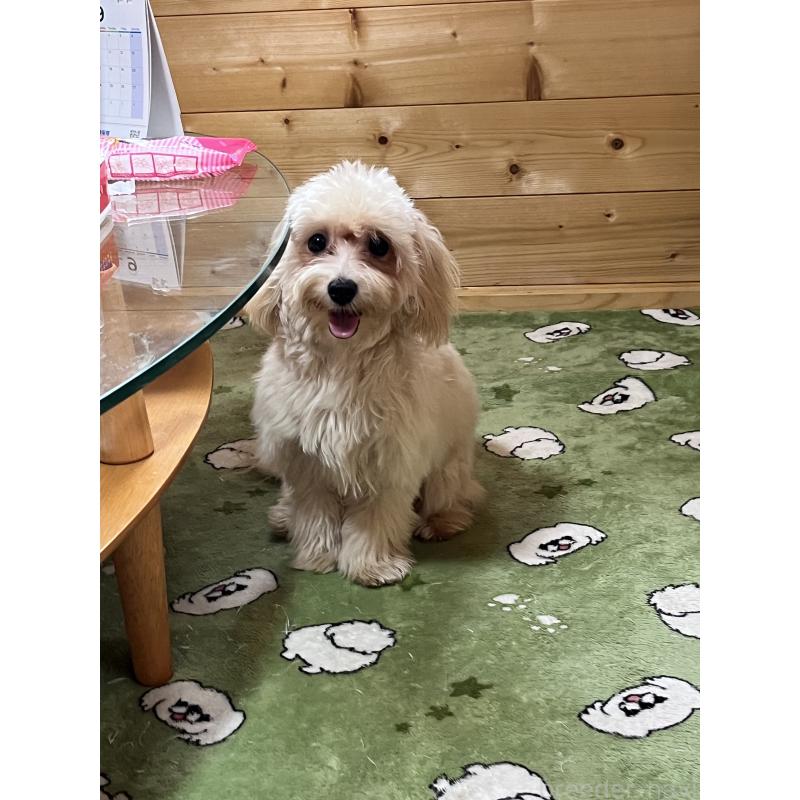 成約済の埼玉県のマルプー:マルチーズ×トイプードル-414541の2枚目