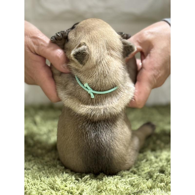販売中の埼玉県のフレンチブルドッグ-419654の3枚目