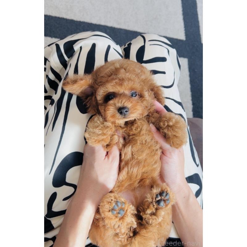 成約済の福岡県のティーカッププードル-417475の10枚目