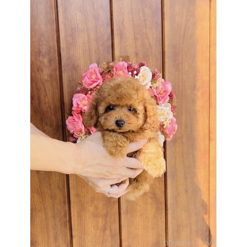 成約済の福岡県のティーカッププードル-417475の9枚目