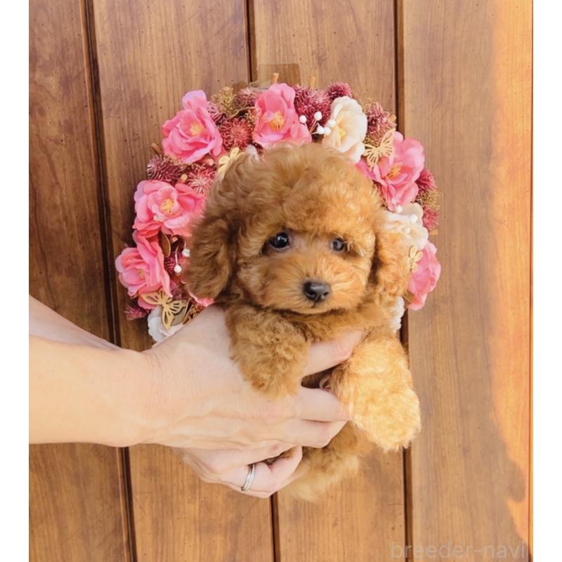 成約済の福岡県のティーカッププードル-417475の8枚目