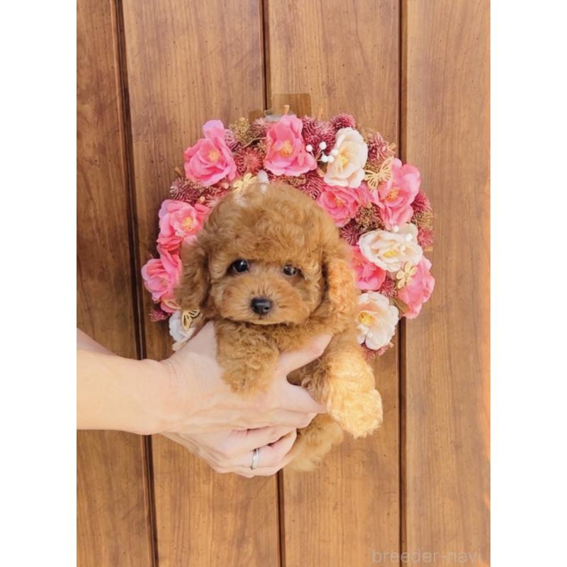 成約済の福岡県のティーカッププードル-417475の7枚目