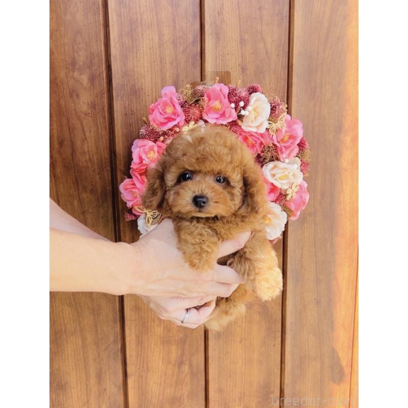 成約済の福岡県のティーカッププードル-417475の6枚目