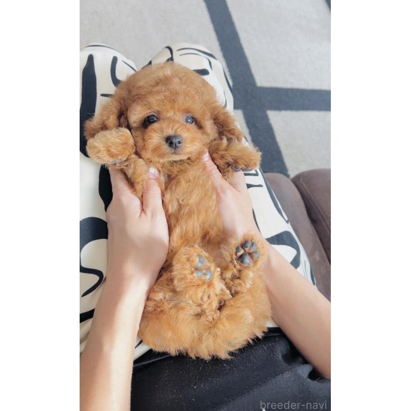 成約済の福岡県のティーカッププードル-417475の5枚目