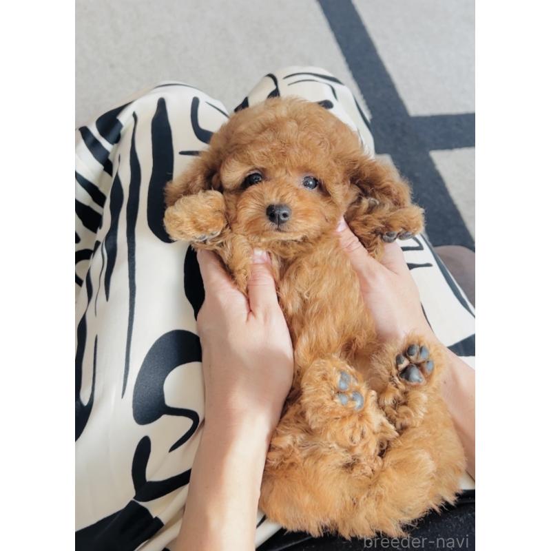 成約済の福岡県のティーカッププードル-417475の4枚目