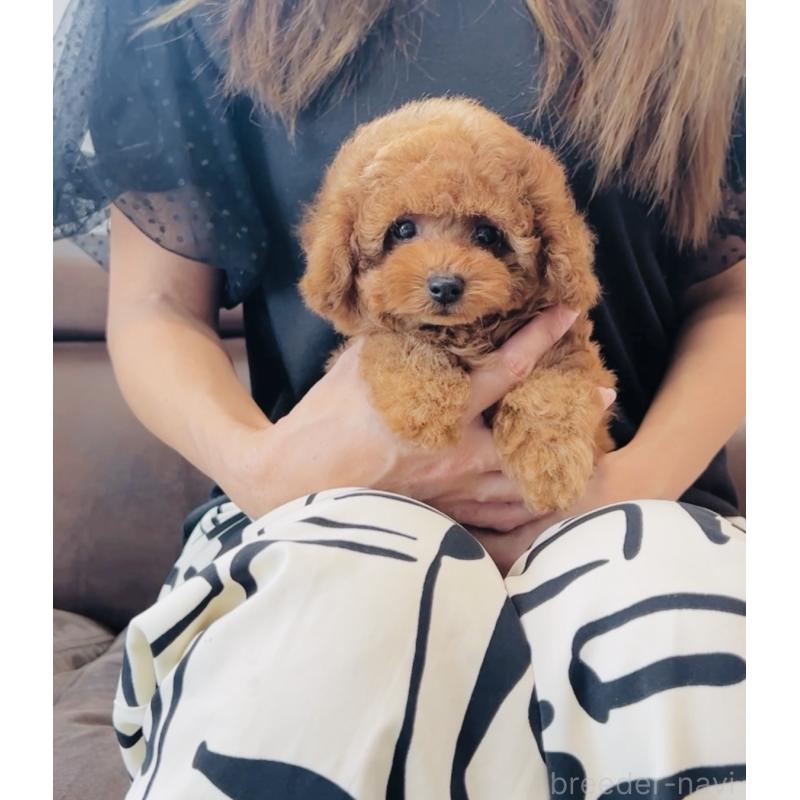 成約済の福岡県のティーカッププードル-417475の3枚目