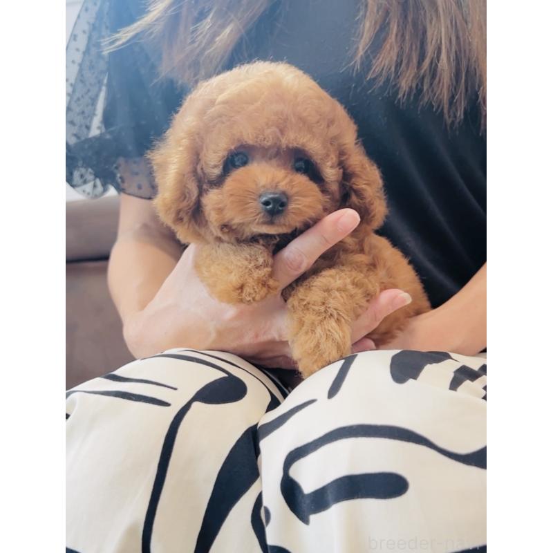 成約済の福岡県のティーカッププードル-417475の2枚目