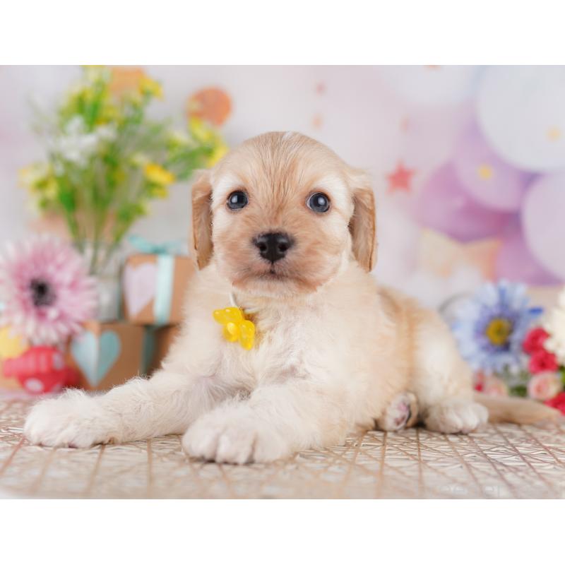 販売中の東京都のミックス犬-419663の9枚目