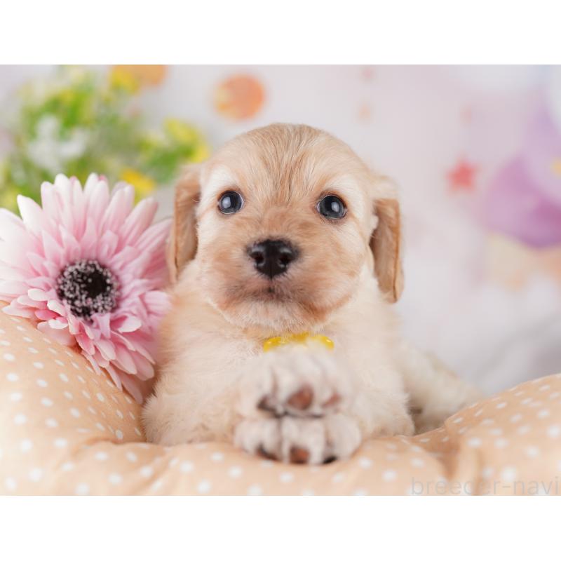 販売中の東京都のミックス犬-419663の8枚目