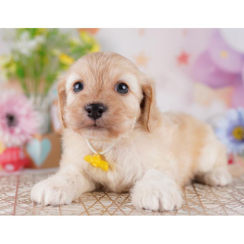 販売中の東京都のミックス犬-419663の7枚目
