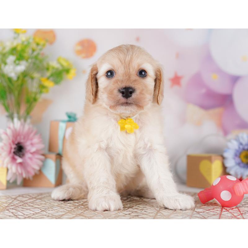販売中の東京都のミックス犬-419663の6枚目