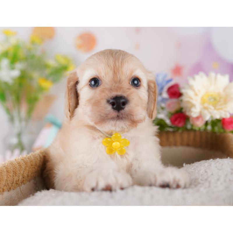販売中の東京都のミックス犬-419663の5枚目