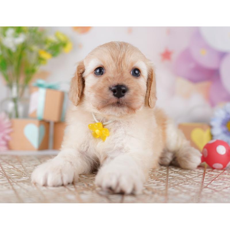 販売中の東京都のミックス犬-419663の4枚目