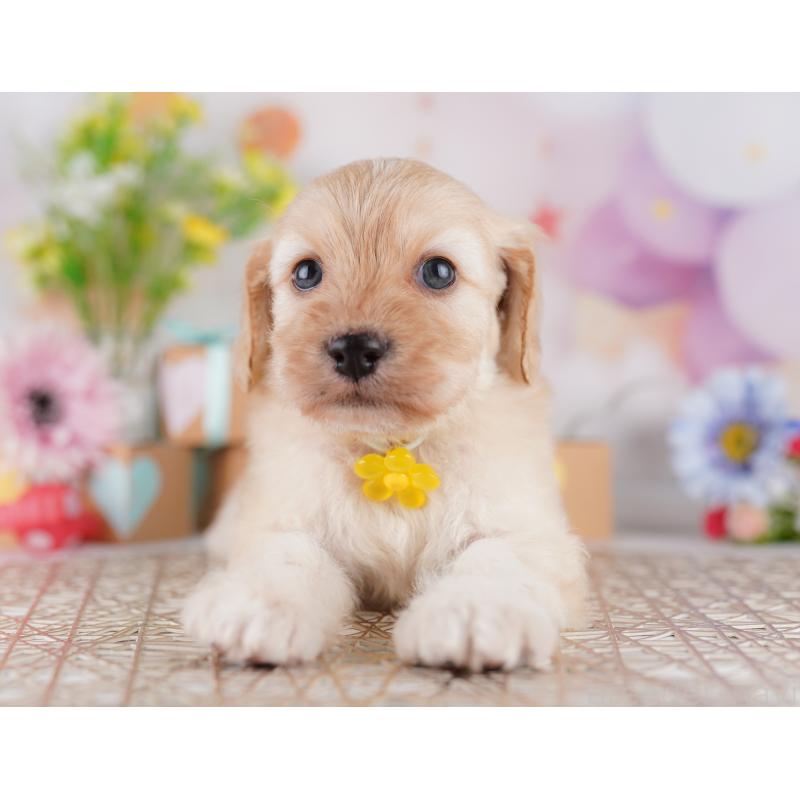 販売中の東京都のミックス犬-419663の3枚目