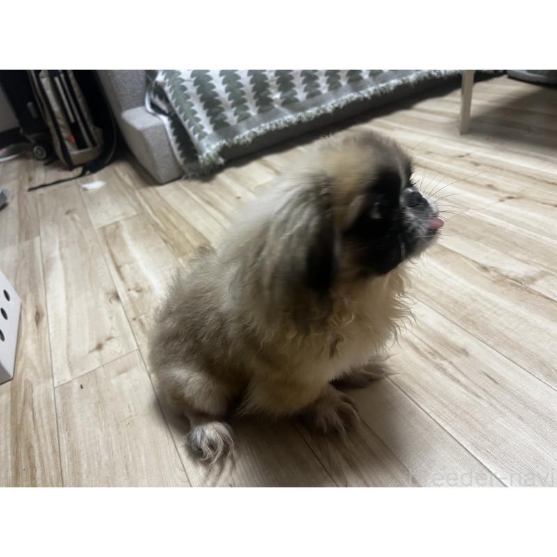 成約済の茨城県のペキニーズ-408198の4枚目