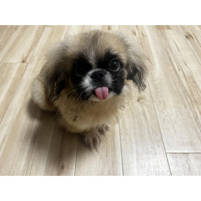 成約済の茨城県のペキニーズ-408198の3枚目