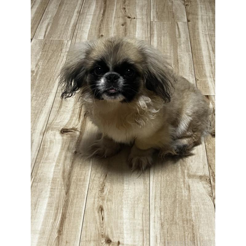 成約済の茨城県のペキニーズ-408198の2枚目