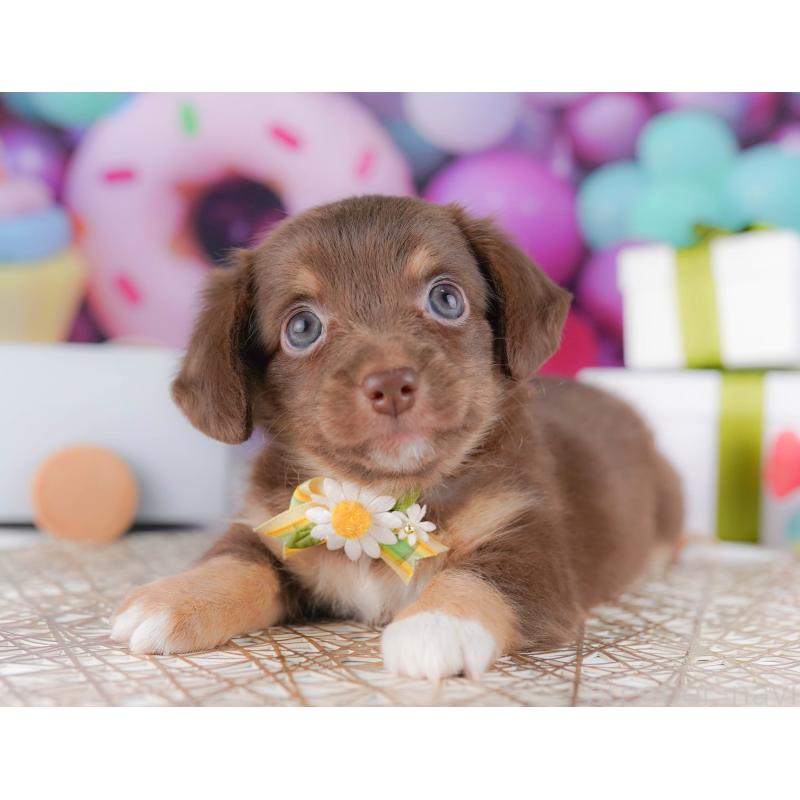 販売中の東京都のミックス犬-419665の9枚目