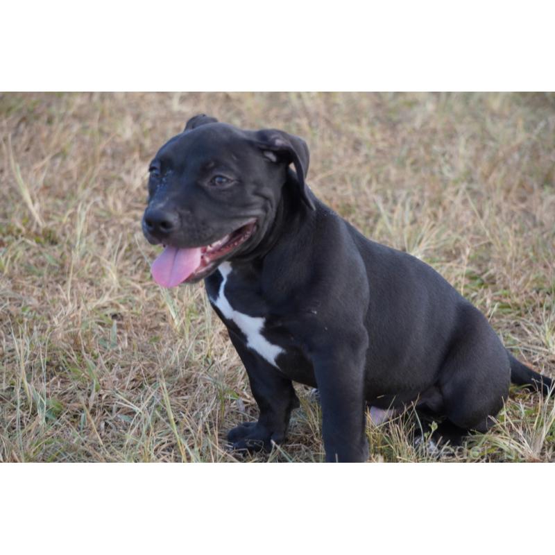 成約済の沖縄県のアメリカンブリー-414490の3枚目