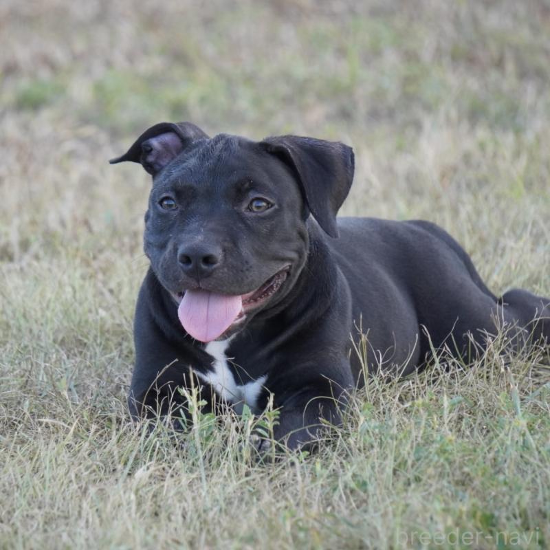 成約済の沖縄県のアメリカンブリー-414490の2枚目
