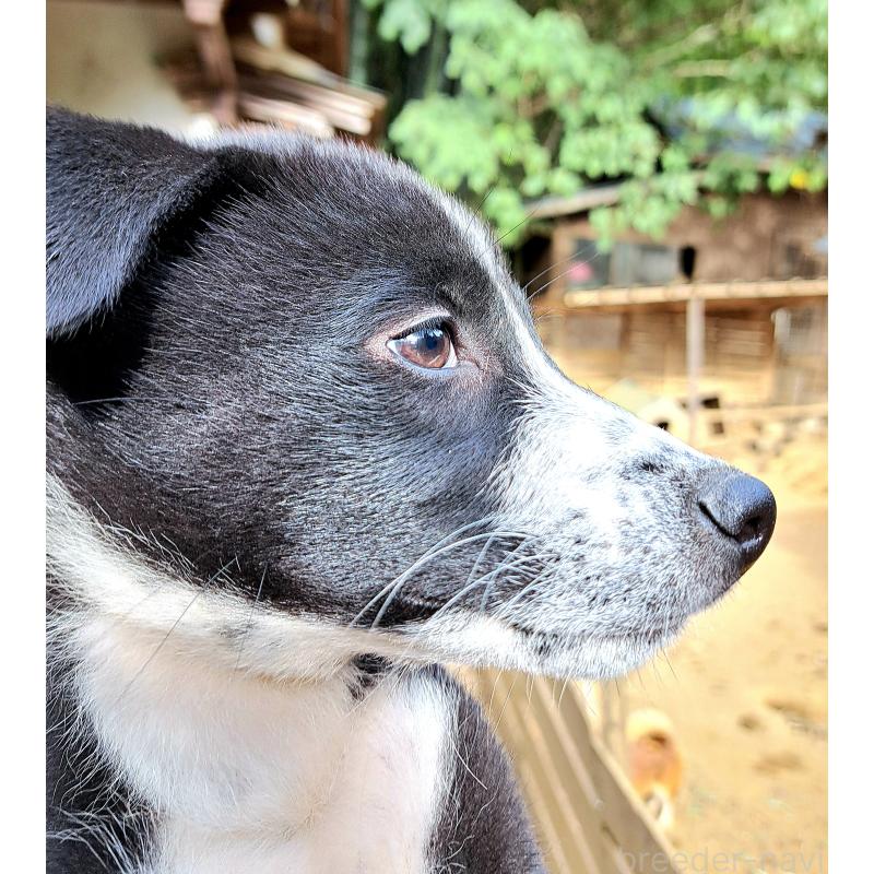 販売中の千葉県のミックス犬-419667の1枚目