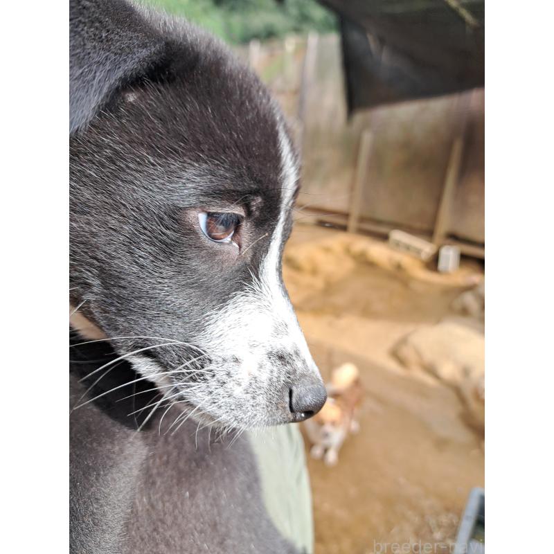 販売中の千葉県のミックス犬-419667の9枚目