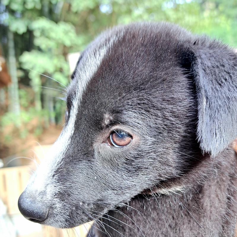 販売中の千葉県のミックス犬-419667の7枚目