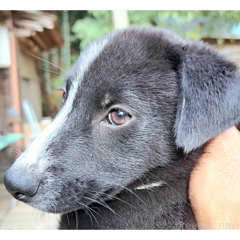販売中の千葉県のミックス犬-419667の6枚目