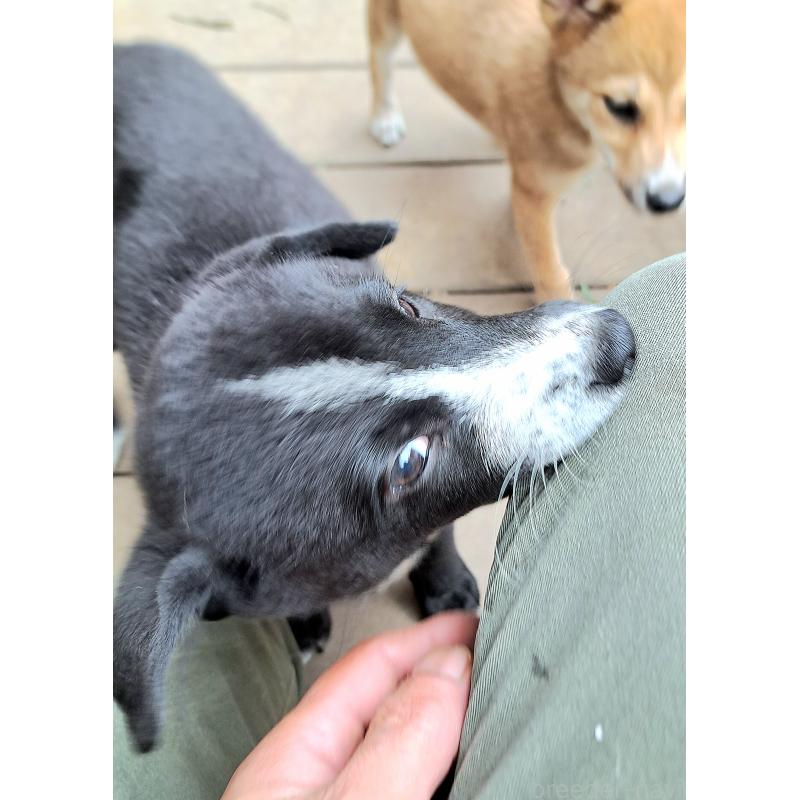 販売中の千葉県のミックス犬-419667の3枚目