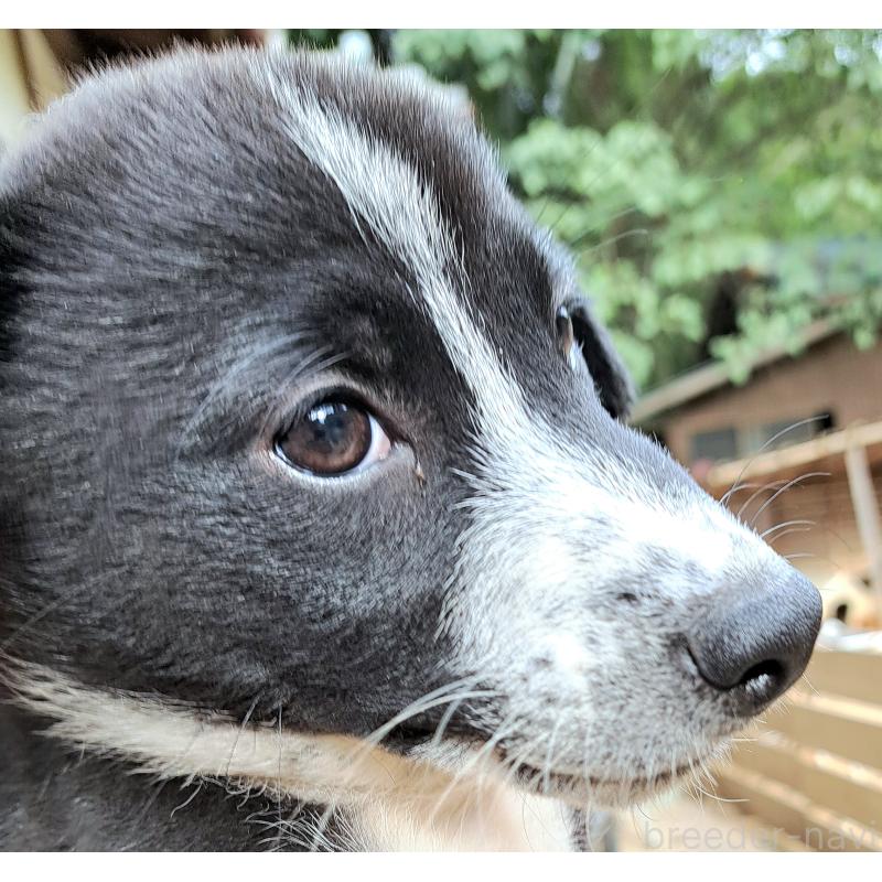 販売中の千葉県のミックス犬-419667の2枚目