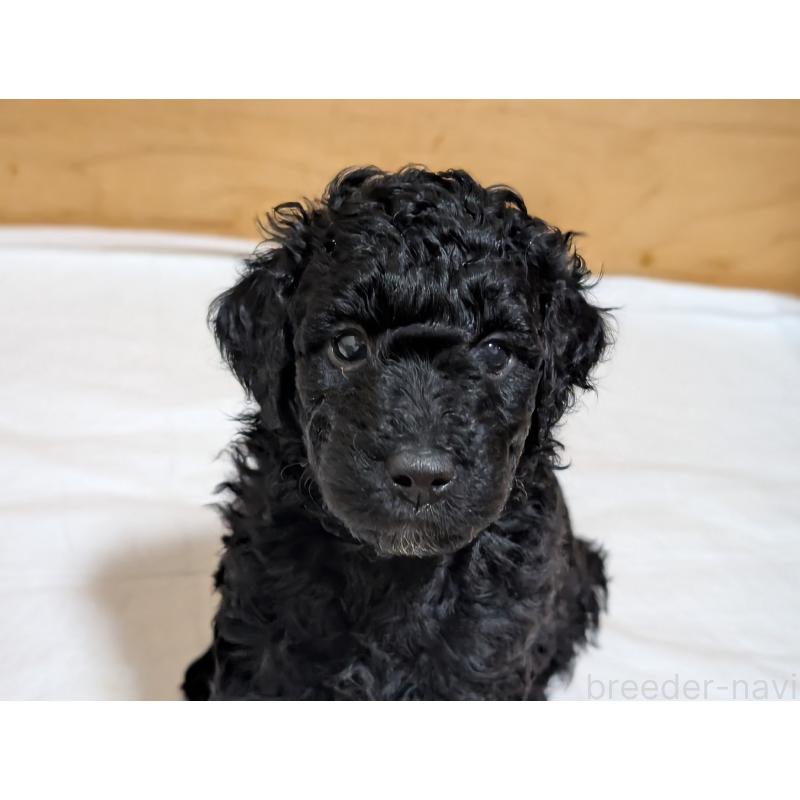 販売中の千葉県のミディアムプードル-418970の13枚目