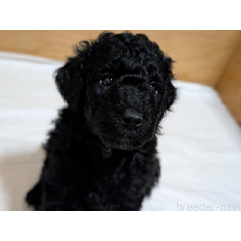 販売中の千葉県のミディアムプードル-418970の12枚目