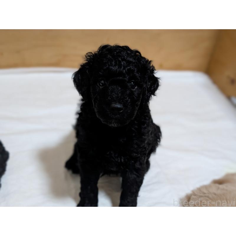 販売中の千葉県のミディアムプードル-418970の11枚目